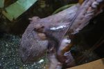 PICTURES/Oregon Coast Aquarium - Newport/t_Octopus12.JPG
